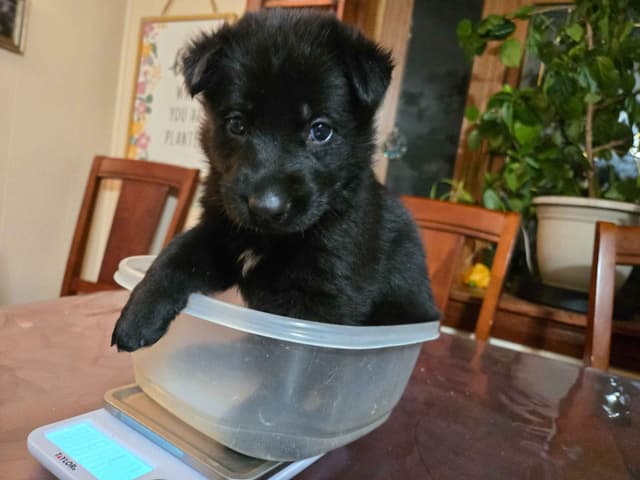 East German DDR working line German Shepherd Puppies All Black media 8
