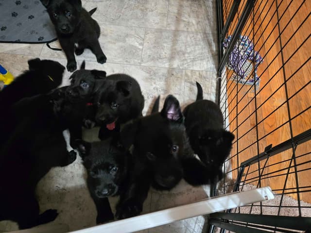 East German DDR working line German Shepherd Puppies All Black media 9