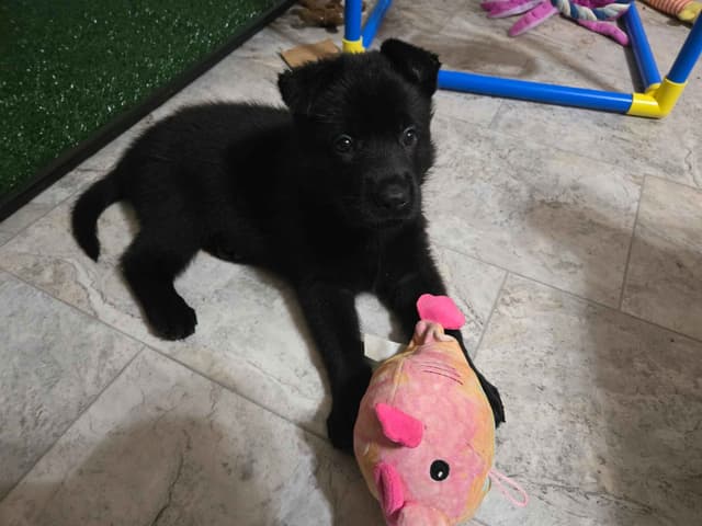 East German DDR working line German Shepherd Puppies All Black media 10