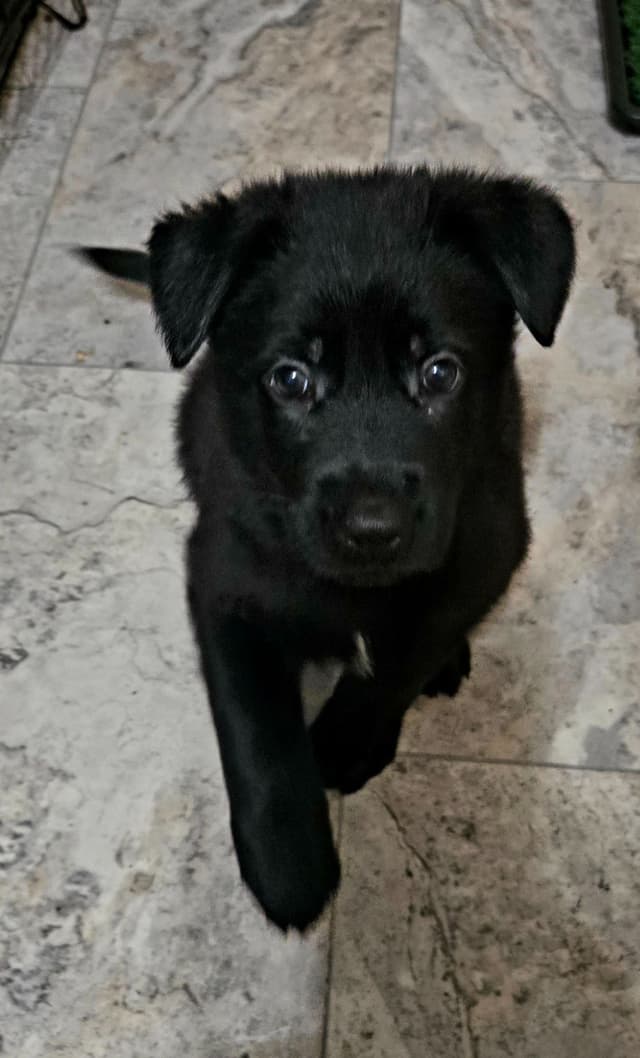 East German DDR working line German Shepherd Puppies All Black media 11