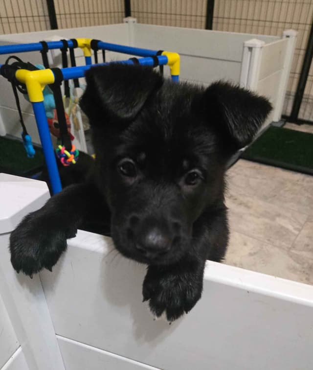 East German DDR working line German Shepherd Puppies All Black media 13