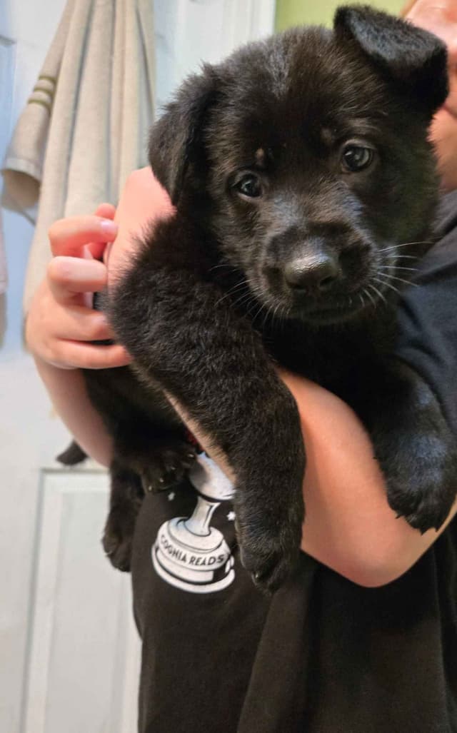 East German DDR working line German Shepherd Puppies All Black media 14