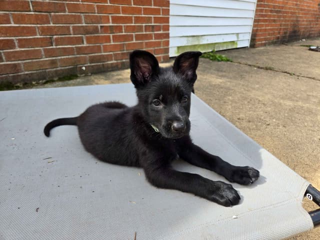 East German DDR working line German Shepherd Puppies All Black media 17