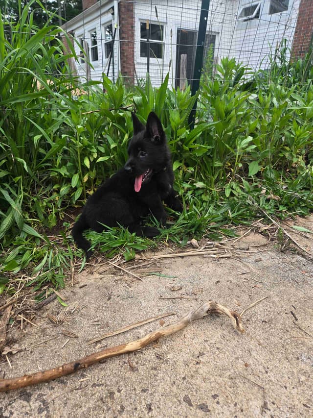 East German DDR working line German Shepherd Puppies All Black media 18