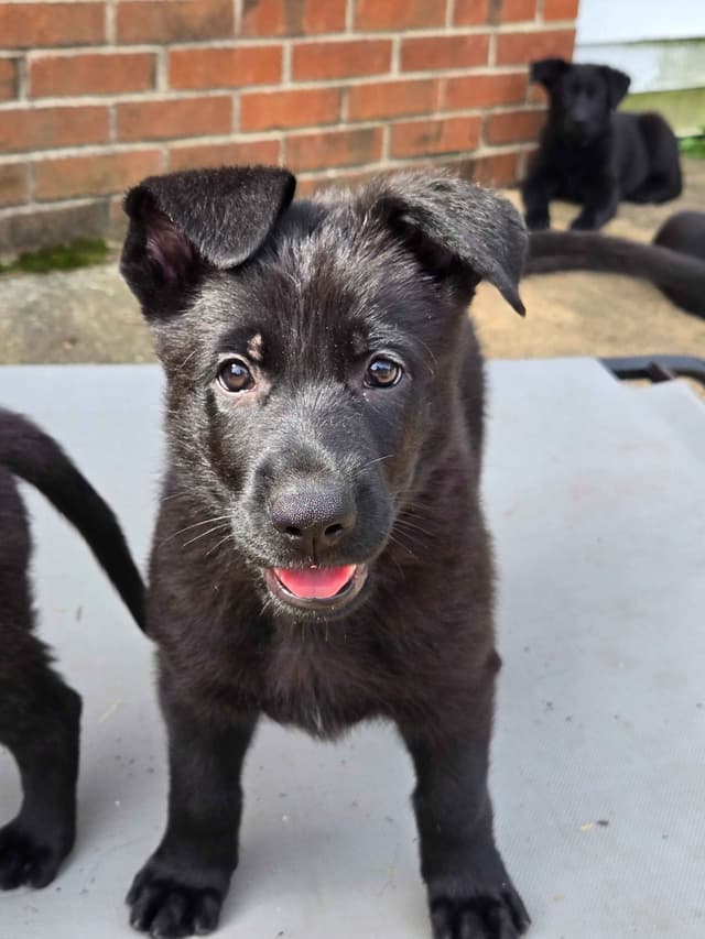 East German DDR working line German Shepherd Puppies All Black media 20