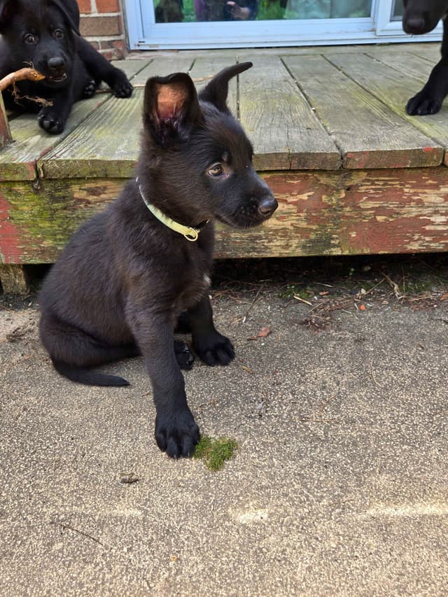 East German DDR working line German Shepherd Puppies All Black media 22