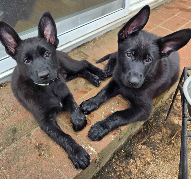 East German DDR working line German Shepherd Puppies All Black media 23