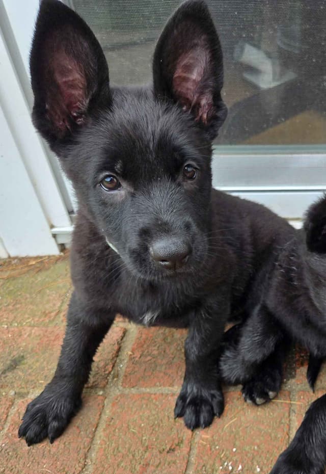 East German DDR working line German Shepherd Puppies All Black media 24