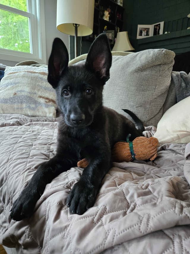 East German DDR working line German Shepherd Puppies All Black media 25