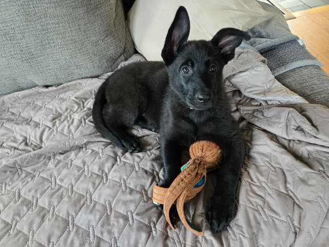 East German DDR working line German Shepherd Puppies All Black media 26