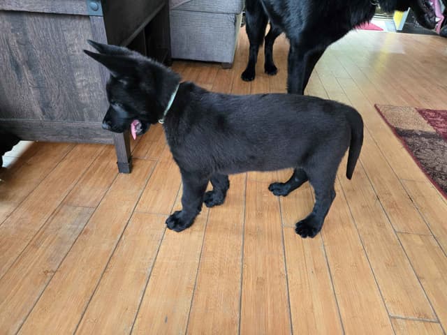 East German DDR working line German Shepherd Puppies All Black media 28