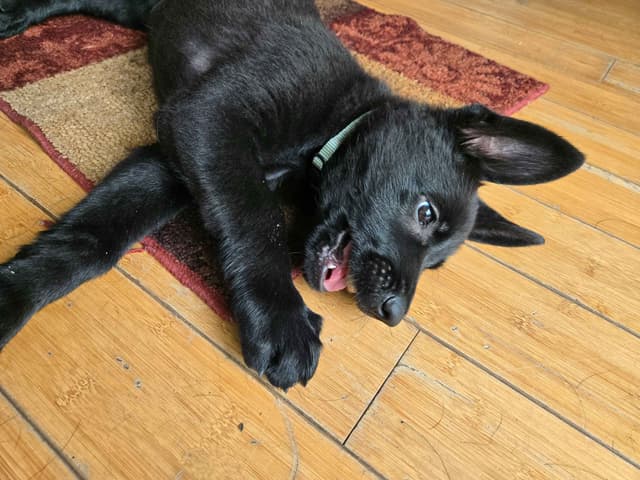 East German DDR working line German Shepherd Puppies All Black media 29