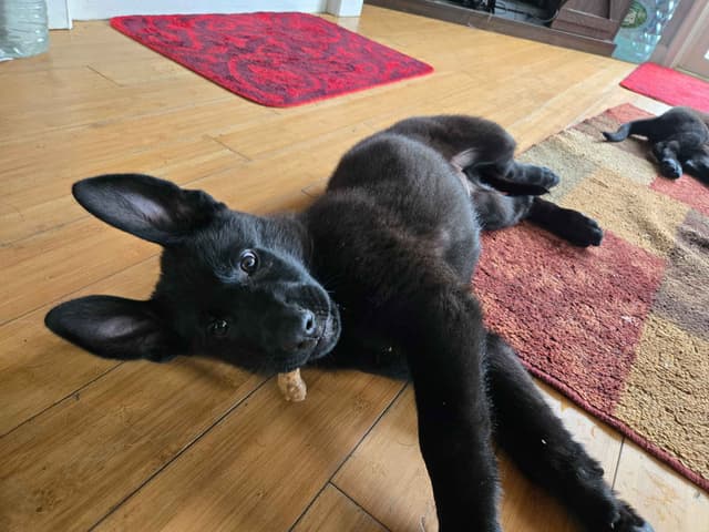 East German DDR working line German Shepherd Puppies All Black media 30