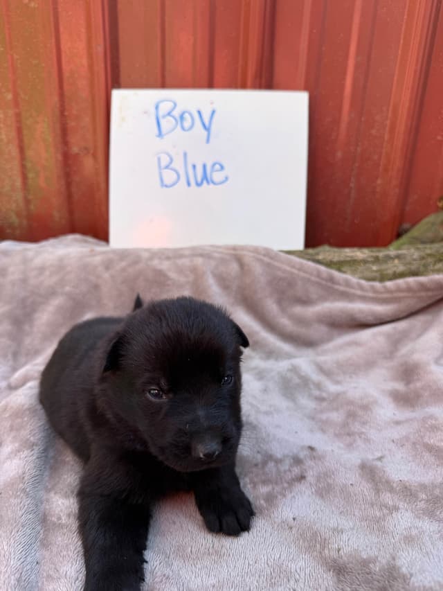 German Shepherd Dog Puppies media 3