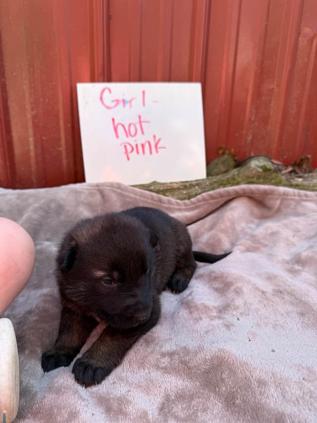 German Shepherd Dog Puppies media 4