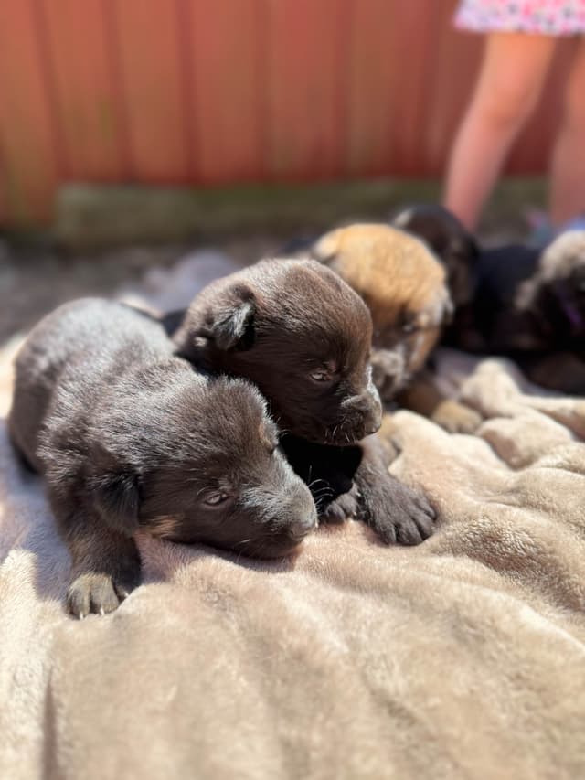 German Shepherd Dog Puppies media 5