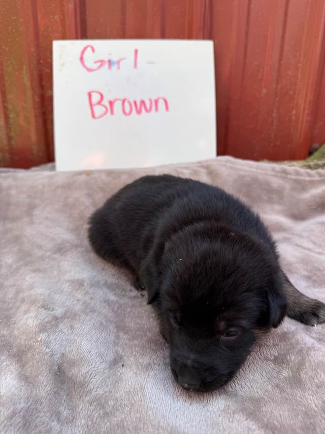 German Shepherd Dog Puppies media 6