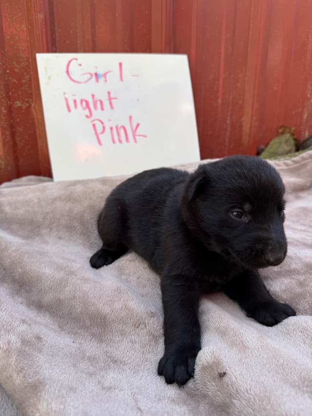 German Shepherd Dog Puppies media 7
