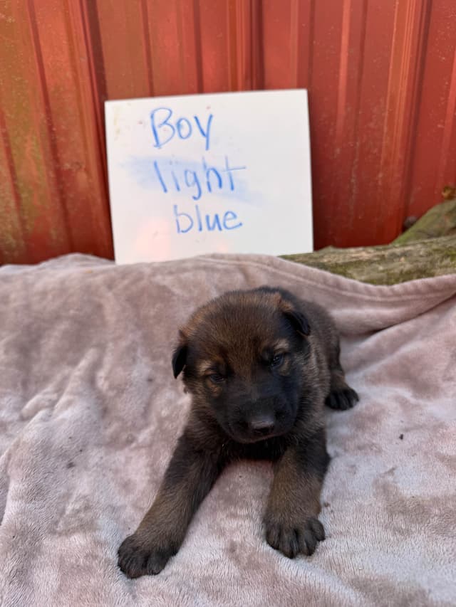 German Shepherd Dog Puppies media 9