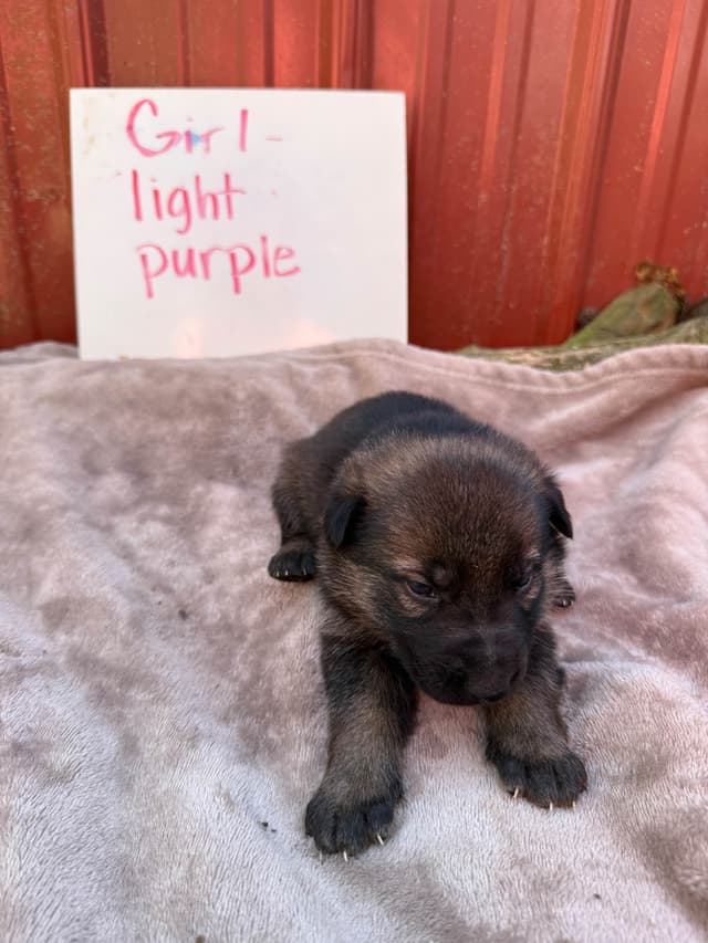 German Shepherd Dog Puppies media 12