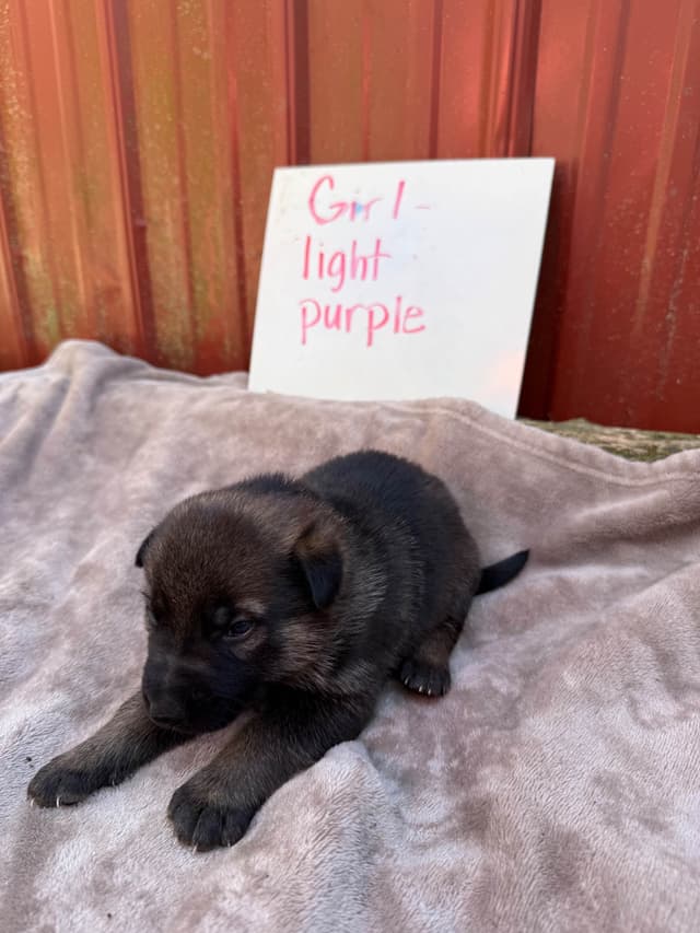German Shepherd Dog Puppies media 13