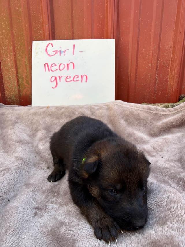 German Shepherd Dog Puppies media 14
