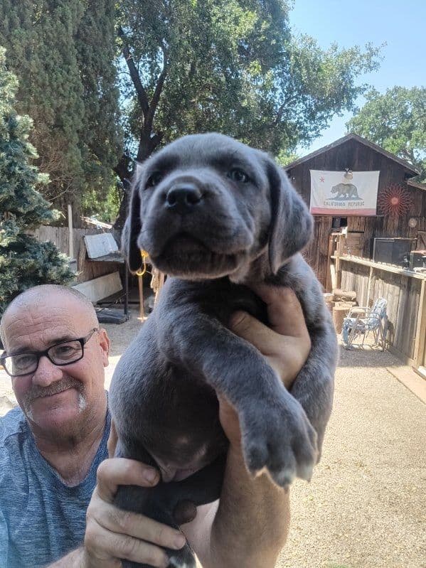 Cane Corso Puppies media 3