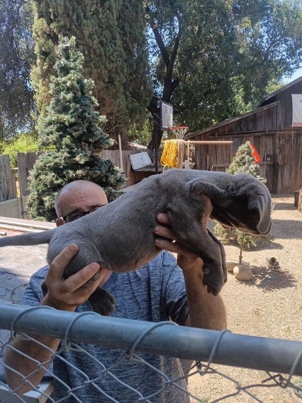 Cane Corso Puppies media 5