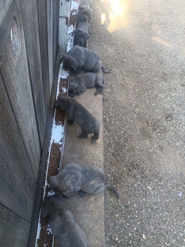 Cane Corso Puppies media 6