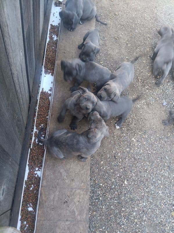 Cane Corso Puppies media 7