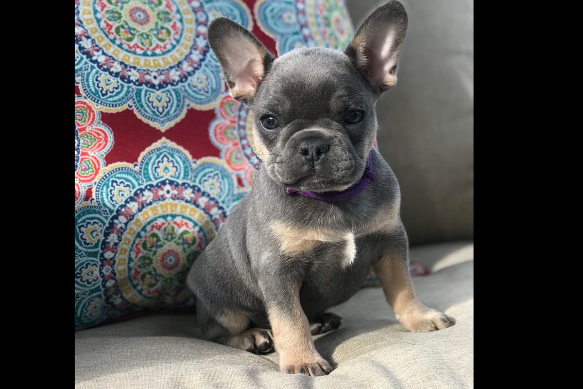 Lilac&Tan French Bulldog Puppies breeder image 1