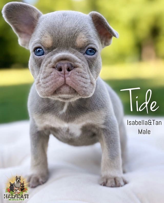 Isabella&Tan French Bulldog Puppies media 2