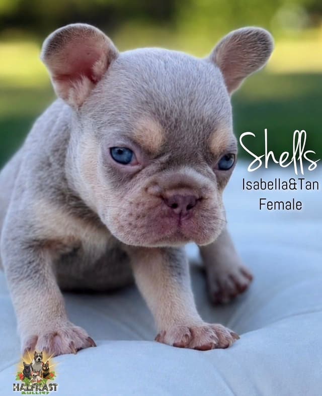 Isabella&Tan French Bulldog Puppies media 3