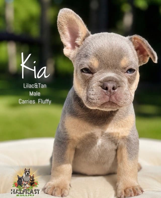 Lilac&Tan French Bulldog Puppies media 2