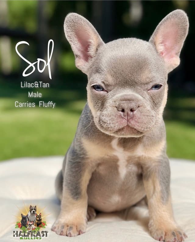 Lilac&Tan French Bulldog Puppies media 4
