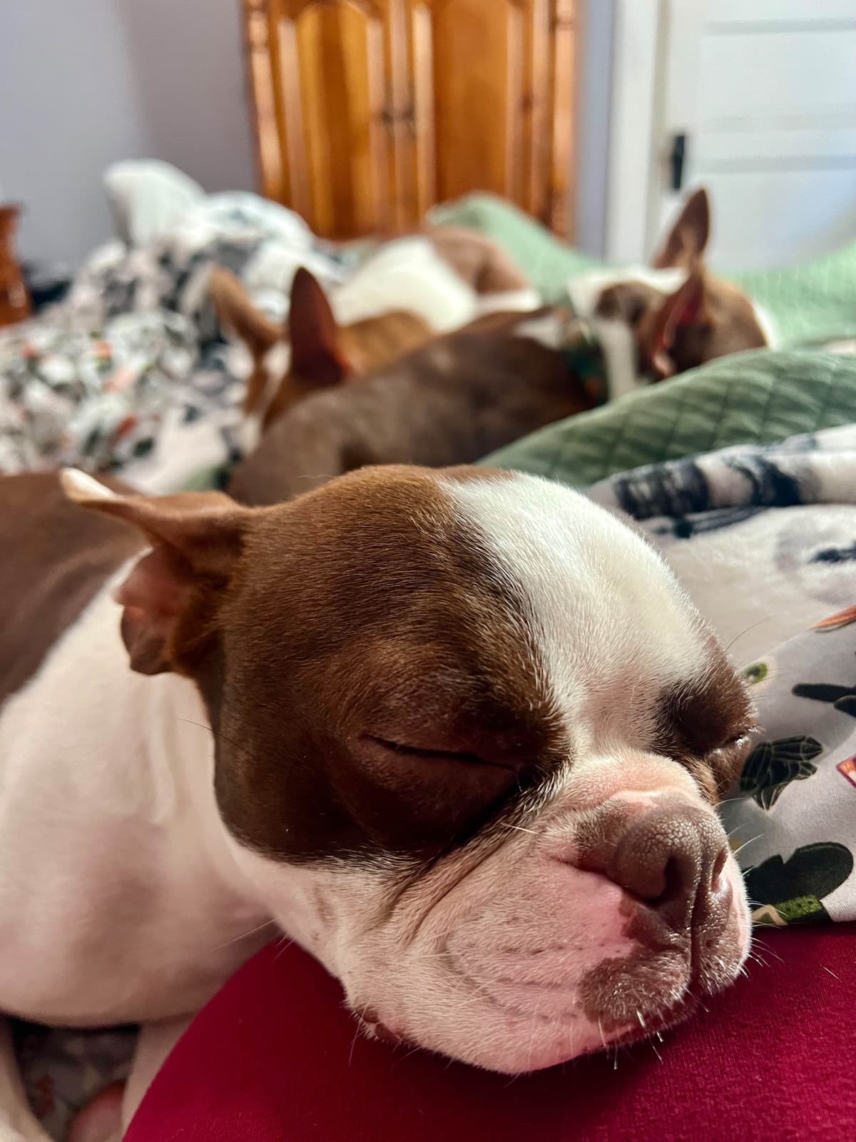Boston Terrier Puppies – DNA-Tested Parents – In-Home Raised breeder image 5