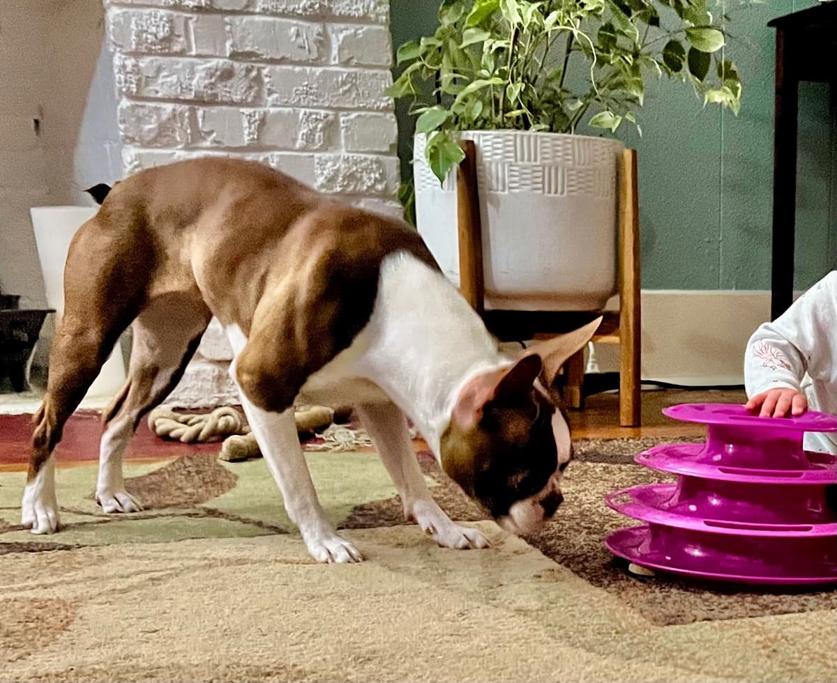 Boston Terrier Puppies – DNA-Tested Parents – In-Home Raised breeder image 7