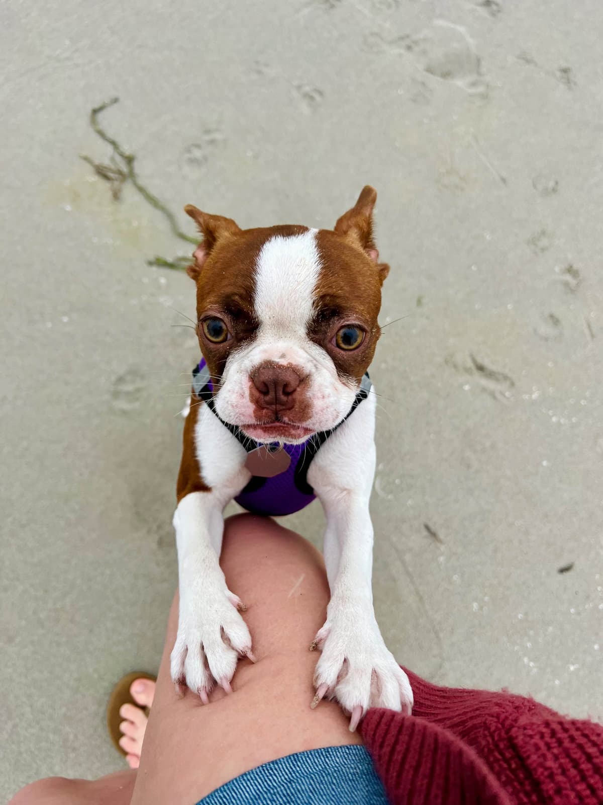 Boston Terrier Puppies – DNA-Tested Parents – In-Home Raised breeder image 8