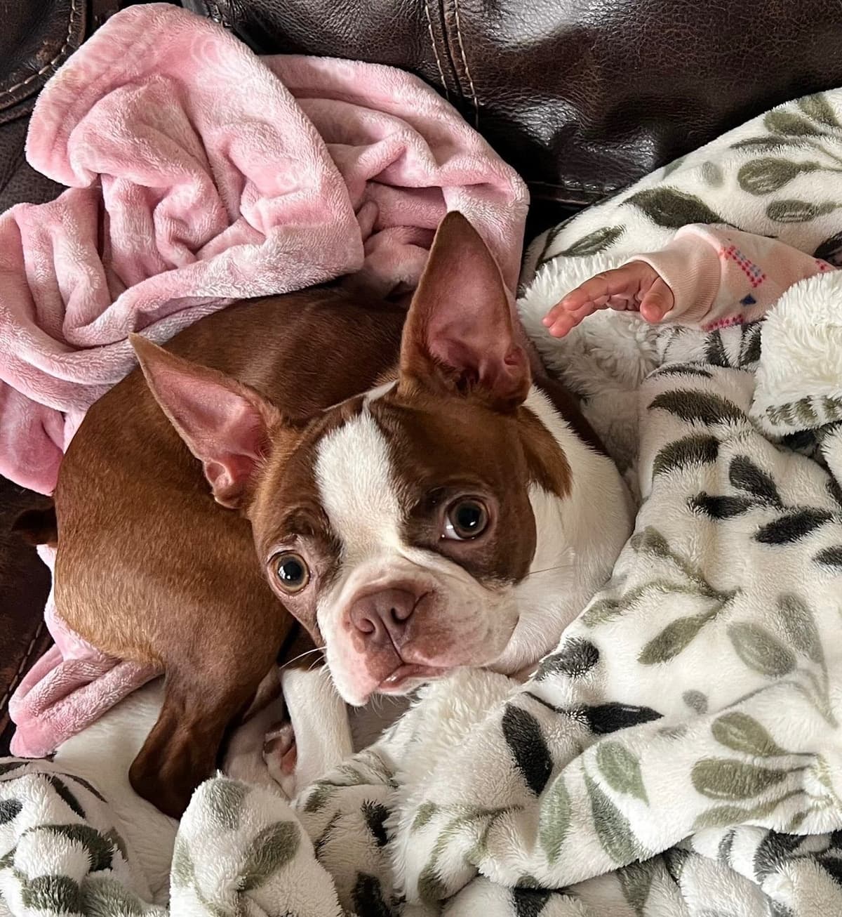 Boston Terrier Puppies – DNA-Tested Parents – In-Home Raised breeder image 9