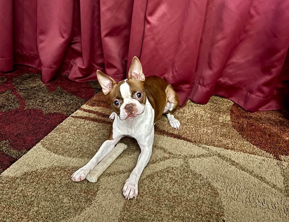 Boston Terrier Puppies – DNA-Tested Parents – In-Home Raised breeder image 10
