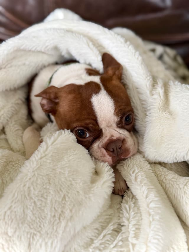 Boston Terrier Puppies – DNA-Tested Parents – In-Home Raised media 2