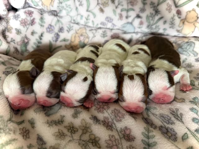 Boston Terrier Puppies – DNA-Tested Parents – In-Home Raised media 3
