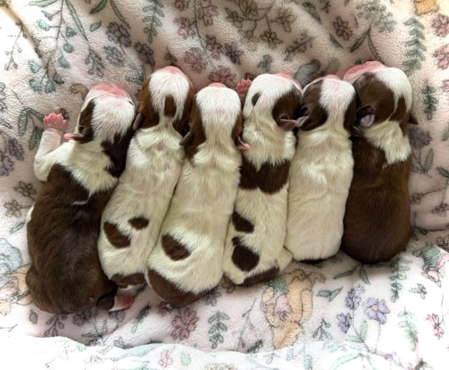 Boston Terrier Puppies – DNA-Tested Parents – In-Home Raised media 4