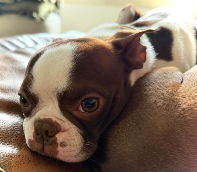 Boston Terrier Puppies – DNA-Tested Parents – In-Home Raised media 5