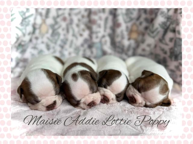 Boston Terrier Puppies – DNA-Tested Parents – In-Home Raised media 6