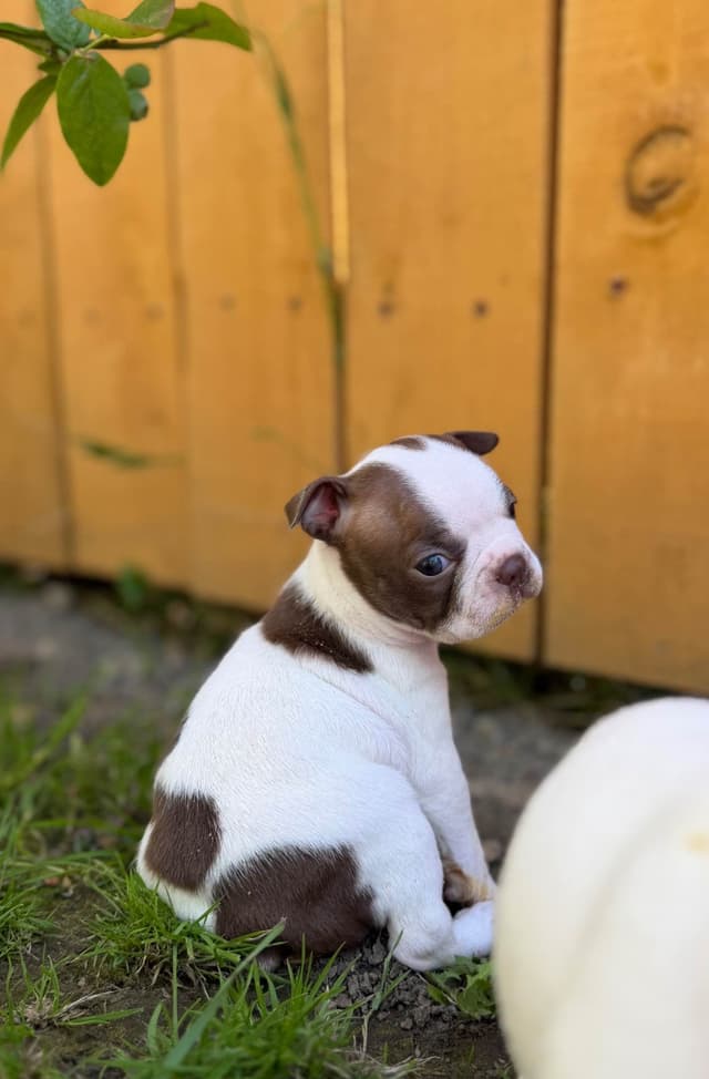 Boston Terrier Puppies – DNA-Tested Parents – In-Home Raised media 7