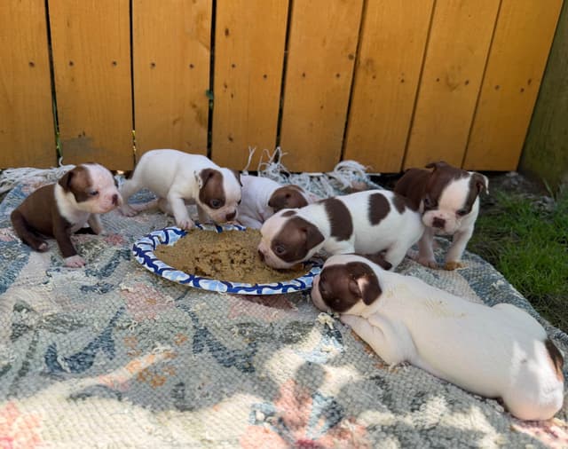 Boston Terrier Puppies – DNA-Tested Parents – In-Home Raised media 8