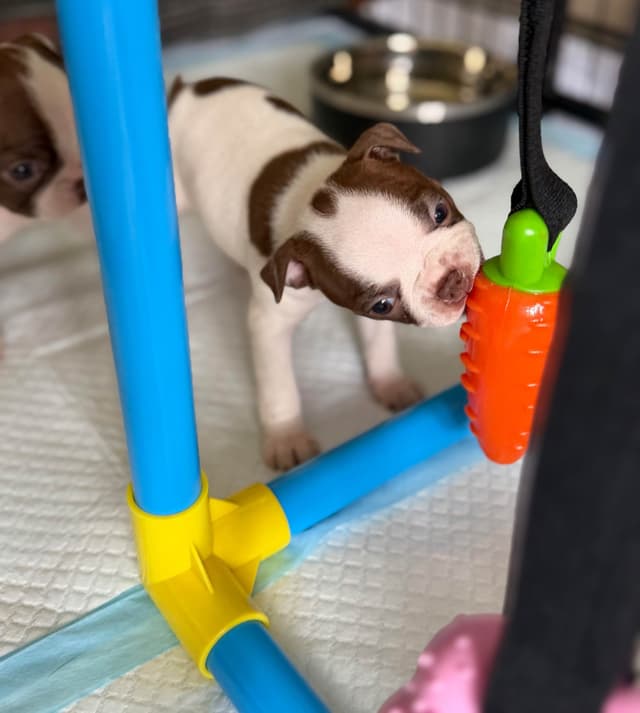Boston Terrier Puppies – DNA-Tested Parents – In-Home Raised media 9