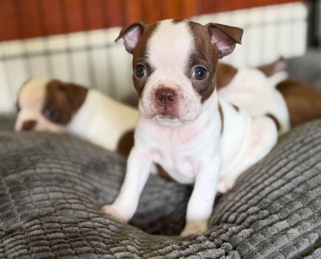 Boston Terrier Puppies – DNA-Tested Parents – In-Home Raised media 10