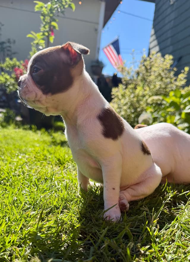 Boston Terrier Puppies – DNA-Tested Parents – In-Home Raised media 12
